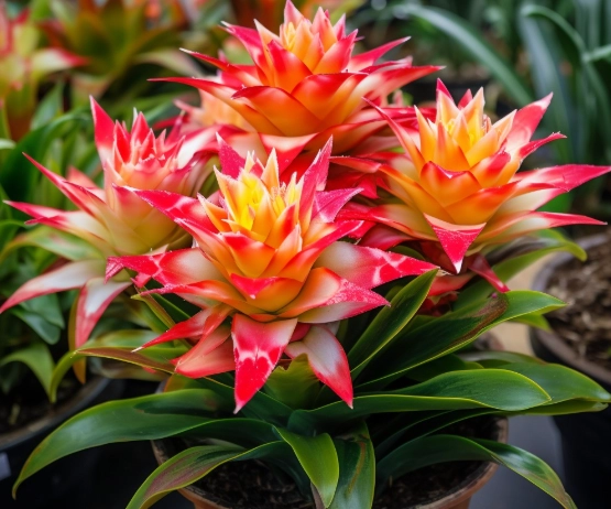 low light houseplants low light houseplants