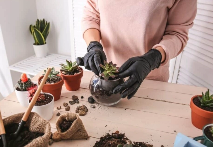 transplant succulents transplant succulents