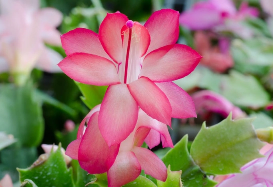 christmas cactus bloom time christmas cactus bloom time