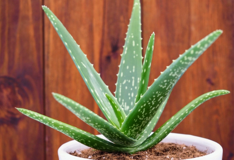types of aloe plants types of aloe plants