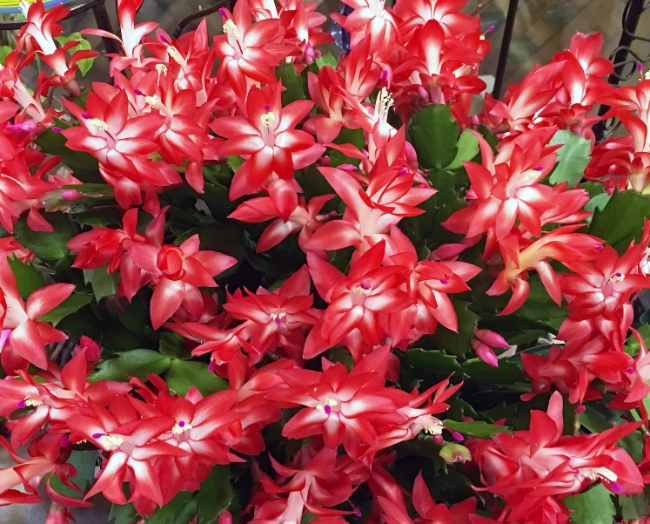 christmas cactus repotting christmas cactus repotting