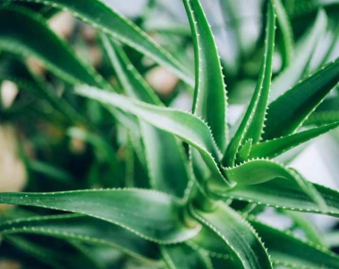 how to grow aloe how to grow aloe