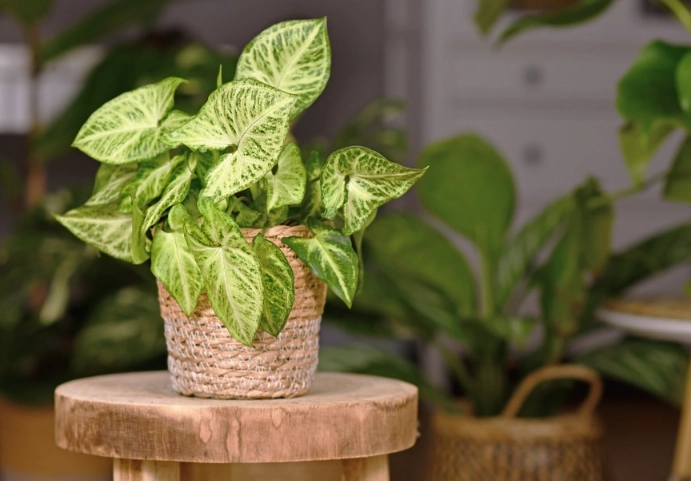 best indoor plants for beginners best indoor plants for beginners