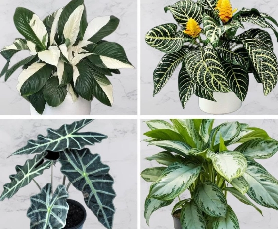 best indoor plants for beginners best indoor plants for beginners