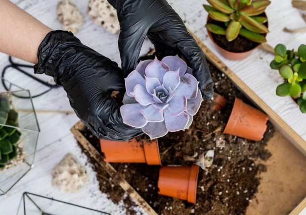 succulent care succulent care