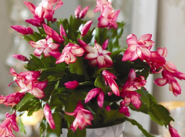 christmas cactus bloom time christmas cactus bloom time