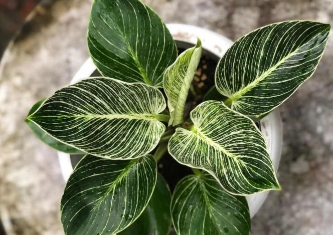 philodendron birkin care