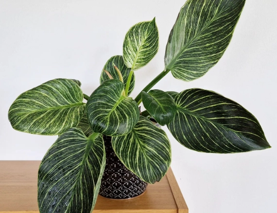 philodendron birkin