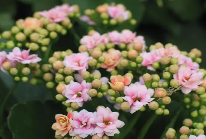 how to care for kalanchoe