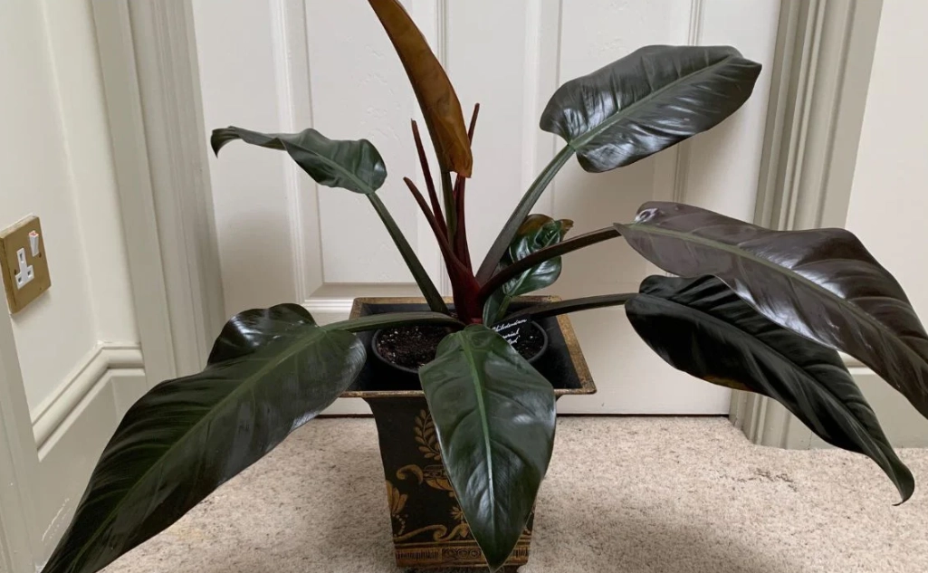 red imperial philodendron