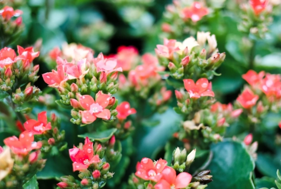 kalanchoe care
