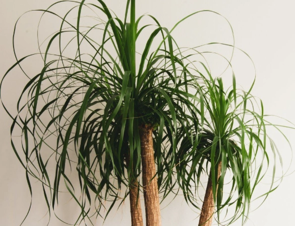 ponytail palm care