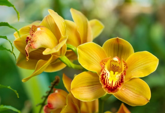 how to get cymbidium orchids to rebloom