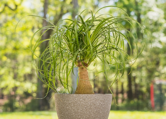 ponytail palm watering
