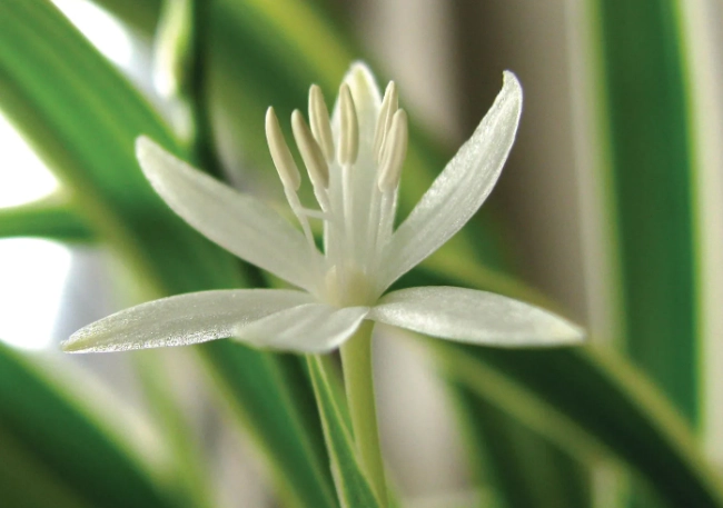 spider plant care