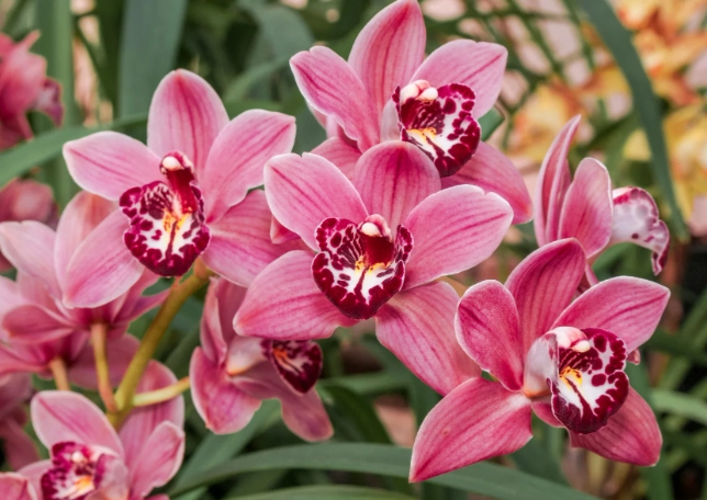 cymbidium orchids