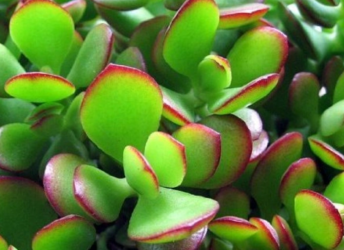 how to care for a jade plant