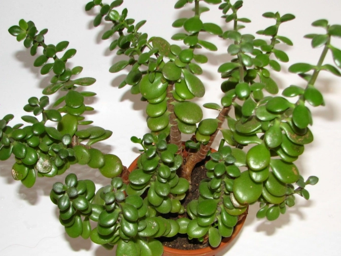 jade plant watering