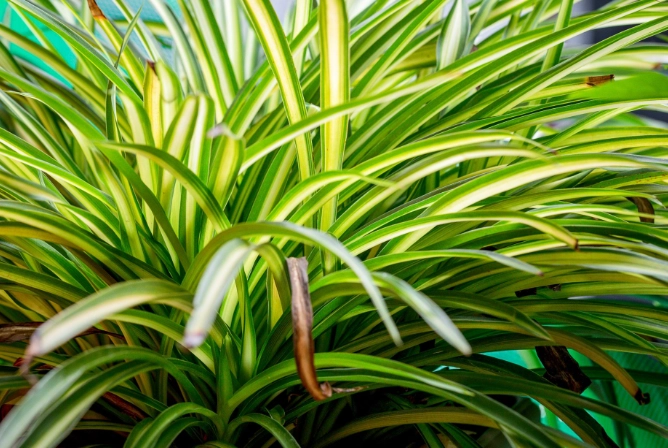 spider plants