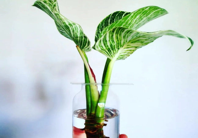 philodendron birkin reverting