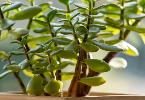 jade plant care
