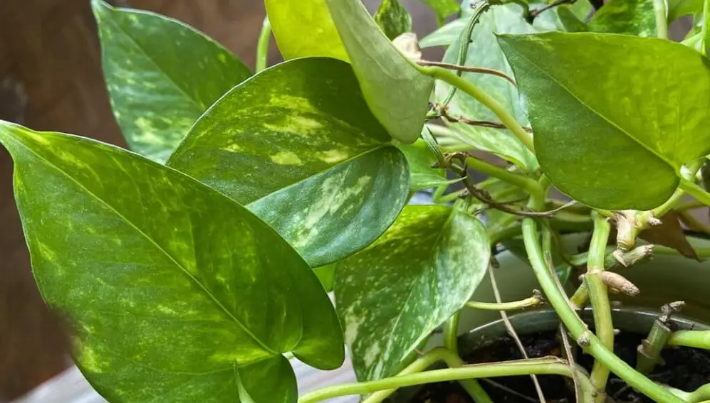 pothos golden