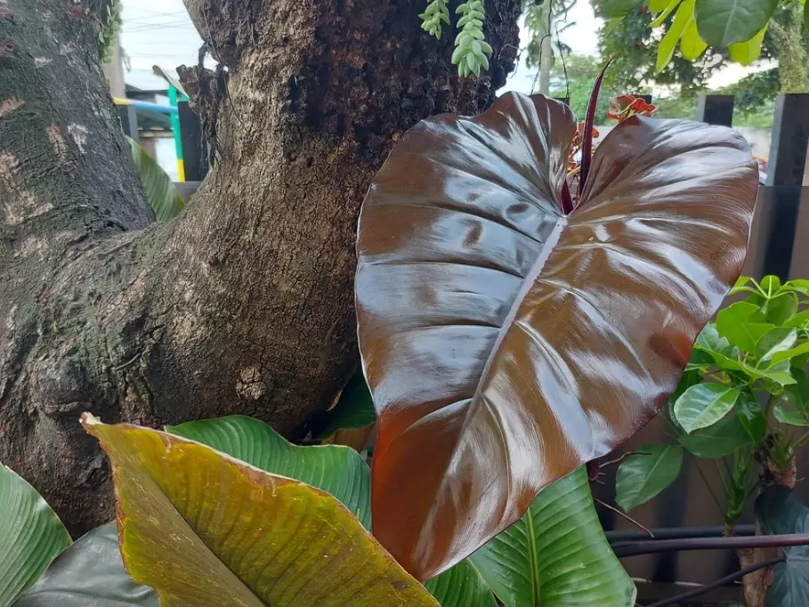 philodendron imperial red