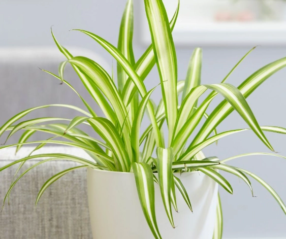 spider plant care