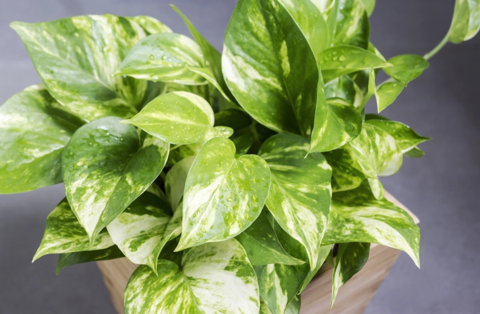 pothos varieties