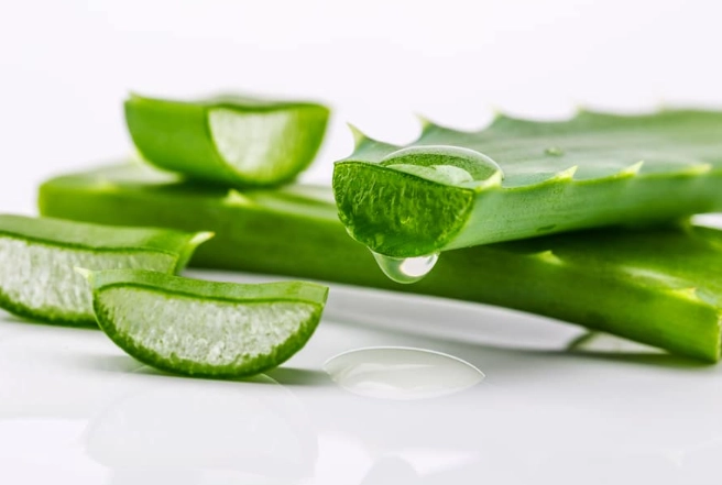 how to cut aloe vera