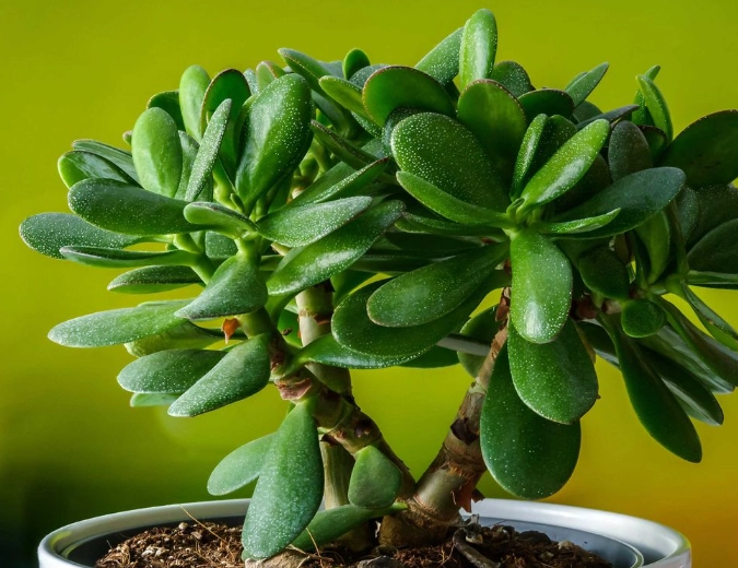 growing big jade plants