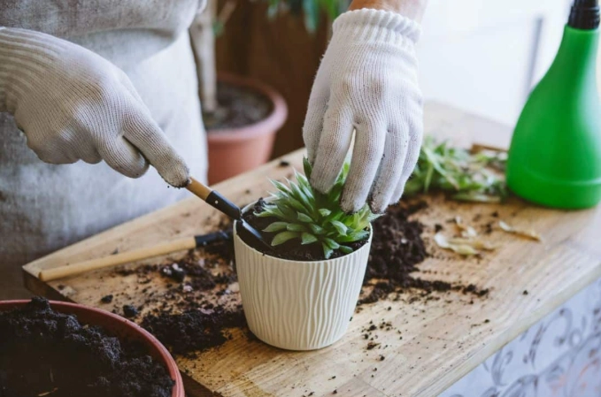 repot succulent
