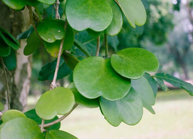 sweetheart hoya plant