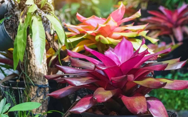 growing bromeliads