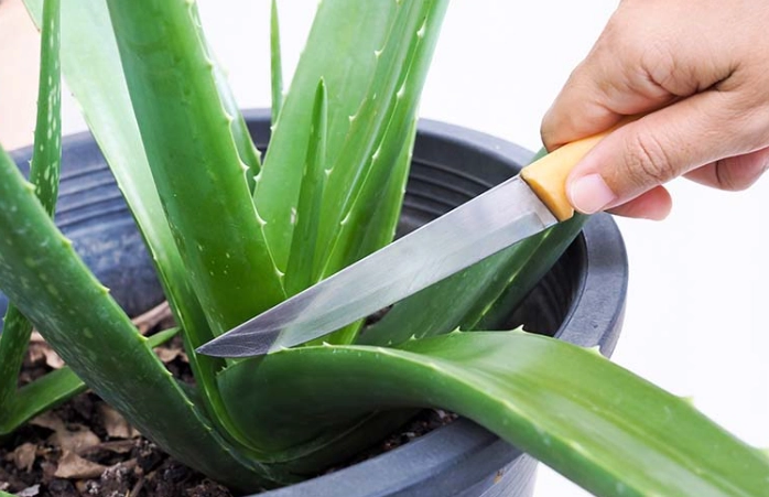 how to cut aloe vera