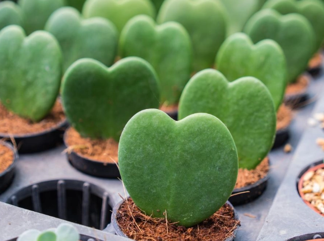 sweetheart hoya plant