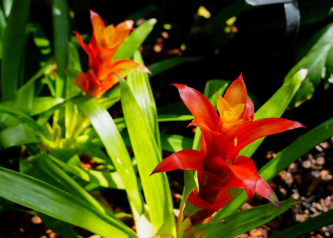 bromeliad care after flowering
