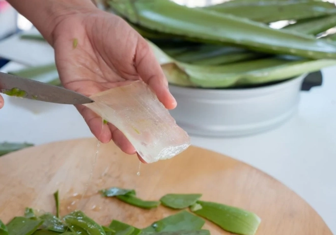 aloe plant how to cut