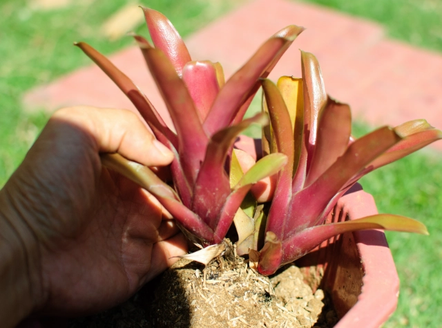 how to care for bromeliads