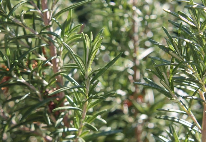 rosemary plant care