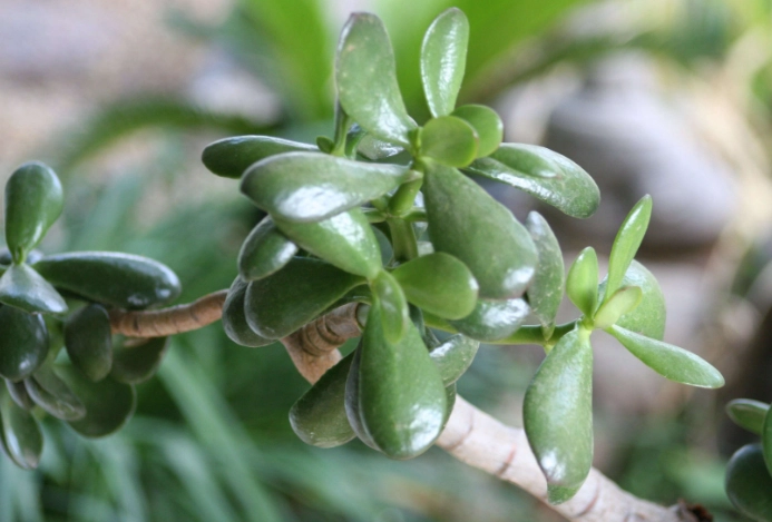 growing big jade plants