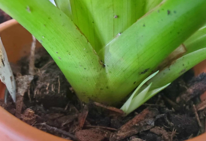 bromeliad care after flowering