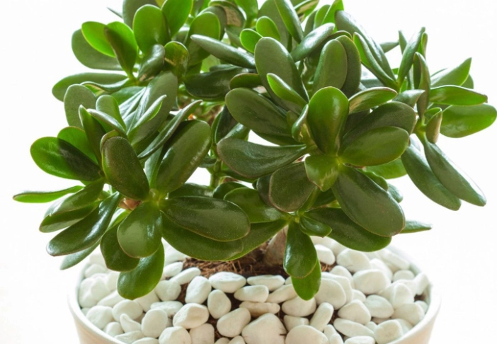huge jade plant