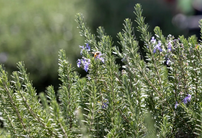 rosemary care