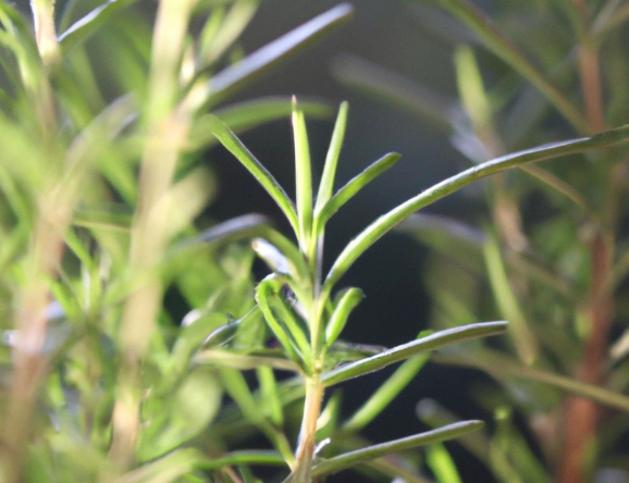 rosemary pruning tips