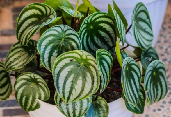 how to water peperomia