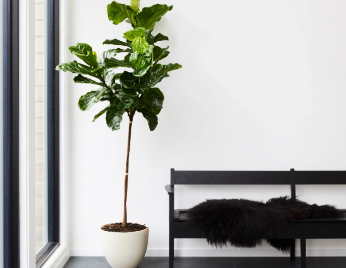 floor plant care