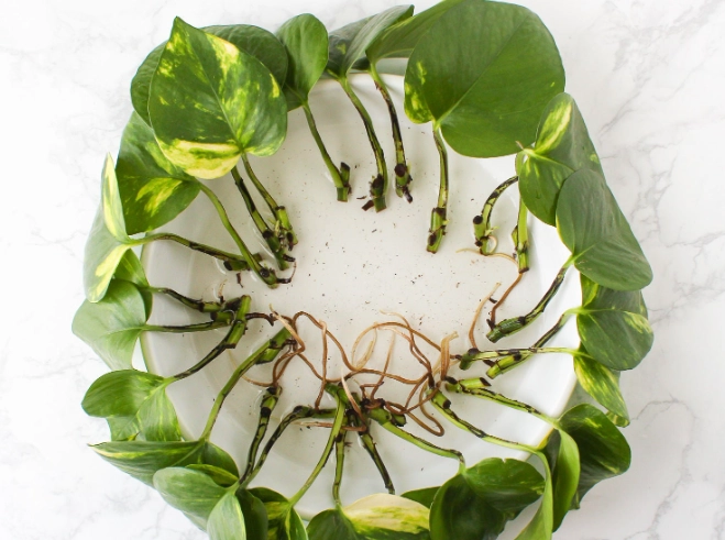 pothos cuttings