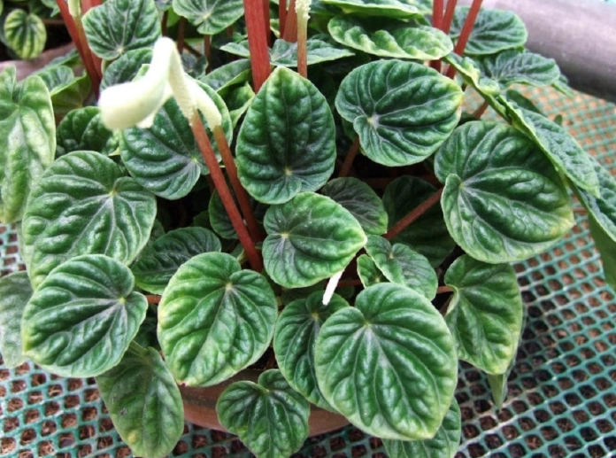 peperomia varieties