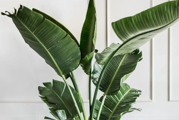 large indoor house plants